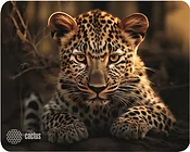 CACTUS CS-MP-D06S CACTUS CS-MP-D06S