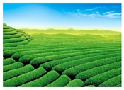 Баган Чайная плантация