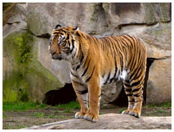 Баган Тигр