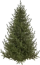 Новогодняя елка Max Christmas Литая Лесная Симфония ЕЛСМЛ 21 (2.1м, подставка металл)
