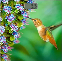 Напольные весы Willmark WBS-1811D колибри Напольные весы Willmark WBS-1811D колибри