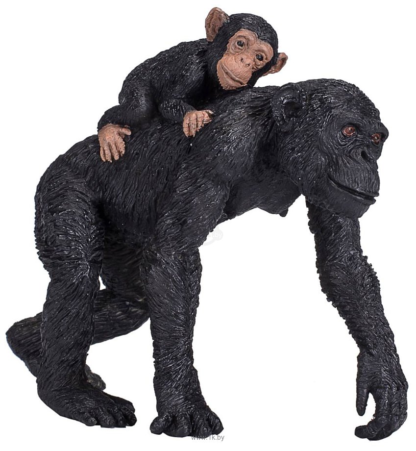 Фотографии Konik Шимпанзе с детенышем AMW2113