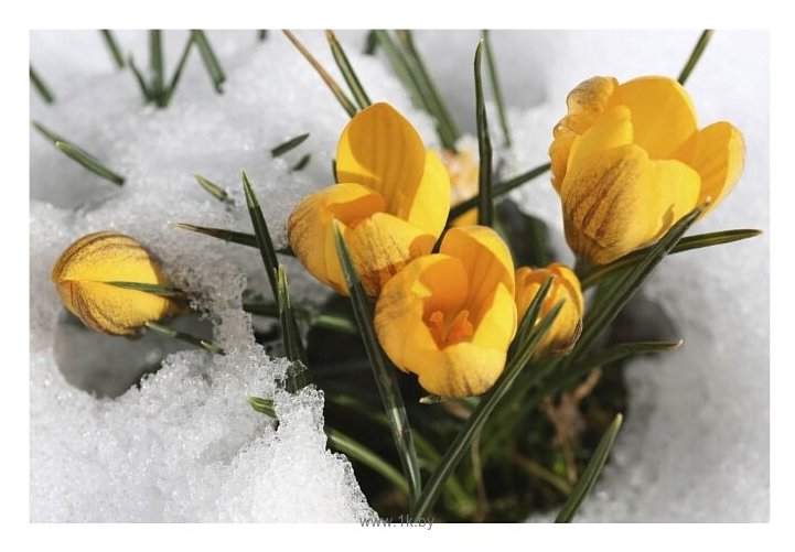 Фотографии Баган Цветы в снегу