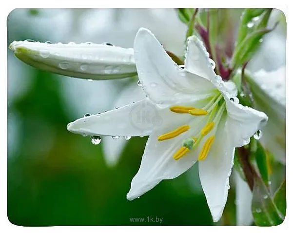 Фотографии Buro BU-M20041