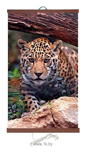 Фотографии Лёгкое тепло Леопард