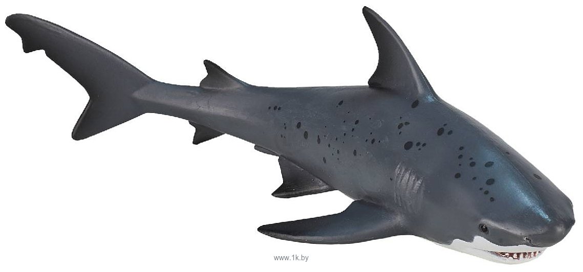 Фотографии Konik Тупорылая акула AMS3009