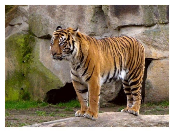 Фотографии Баган Тигр