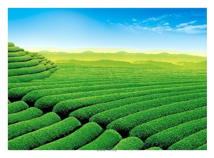 Фотографии Баган Чайная плантация