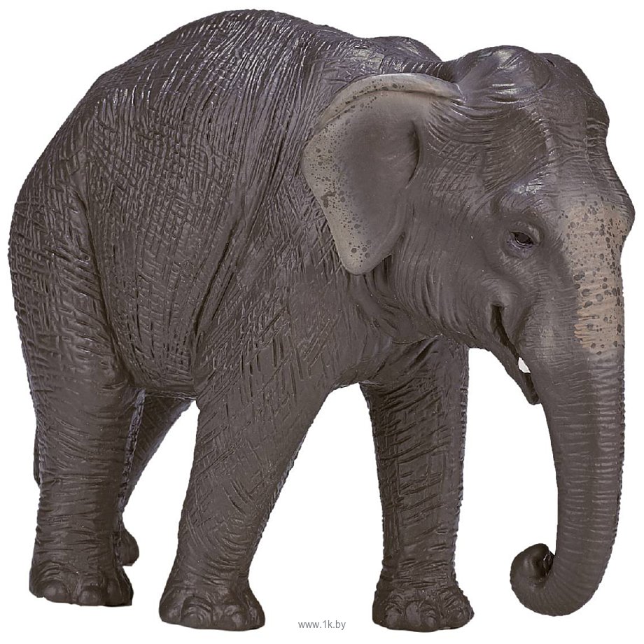 Фотографии Konik Азиатский слон AMW2115