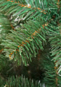 Holiday Trees Европейская 1.8 м