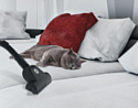 Hoover BV60PET 011