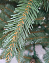 Christmas Tree Роял Люкс с шишками 2.2 м