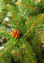 Holiday Trees Таежная 1.3 м