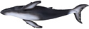 Konik Горбатый кит AMS3006