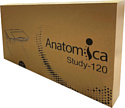 Anatomica Study-120 (белый/розовый)