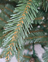 Christmas Tree Роял Люкс с шишками 1.3 м