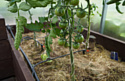 Жук Капельный полив от емкости с регулируемыми капельницами на 90 растений с таймером 8005-00