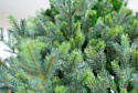 Green Trees Грацио премиум световая 2.4 м