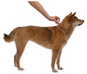 Адвантейдж (Bayer) Капли от блох для собак весом 10-25кг, 4 пипетки