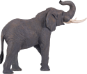 Konik Африканский слон Самец AMW2003