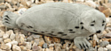 Hansa Сreation Гренландский тюлень 4054 (38 см)