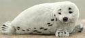 Hansa Сreation Гренландский тюлень 4054 (38 см)