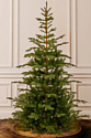 National Tree Company Norwegian Spruce 2.25 м (PENG4-500-75)