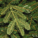 National Tree Company Norwegian Spruce 2.25 м (PENG4-500-75)