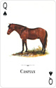 US Games Systems Horses of the Natural World Playing Cards HWC54