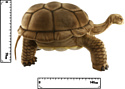 Hansa Сreation Галапагосская черепаха 6469 (145 см)