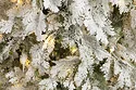 Winter Fun Light Заснеженная ML-0056-001 (180см)