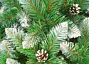 Christmas Tree Таежная с белыми концами и с шишками 1 м