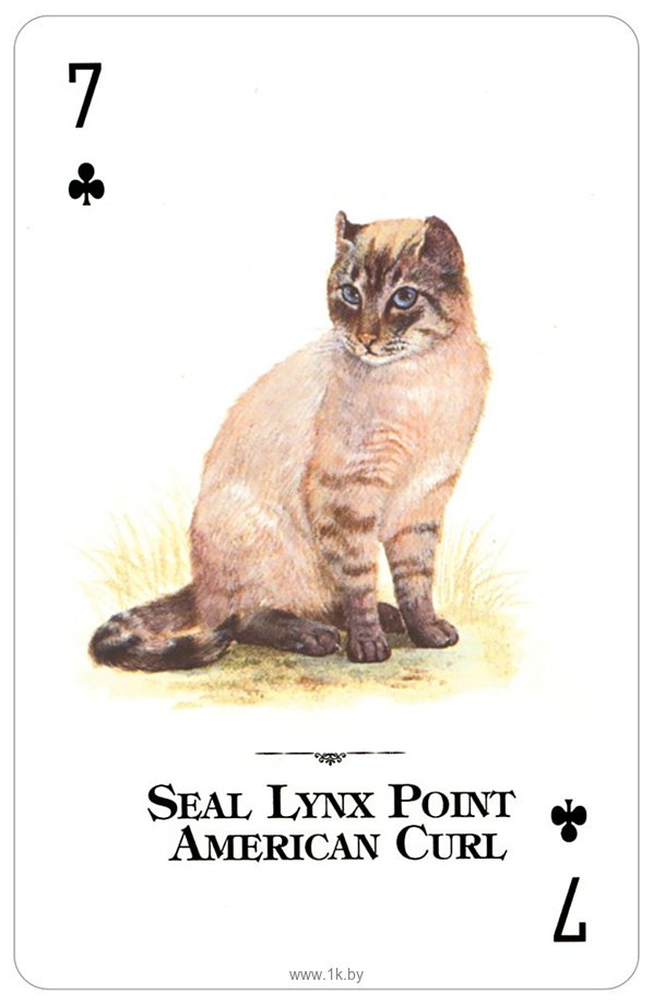 Фотографии US Games Systems Cats of the Natural World Playing Cards CWC54