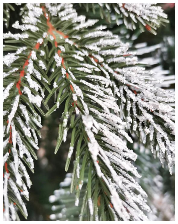 Фотографии Christmas Tree Северная люкс с шишками 1.8 м