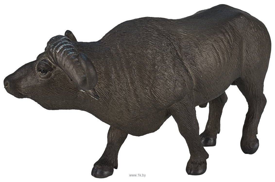 Фотографии Konik Африканский буйвол AMW2054