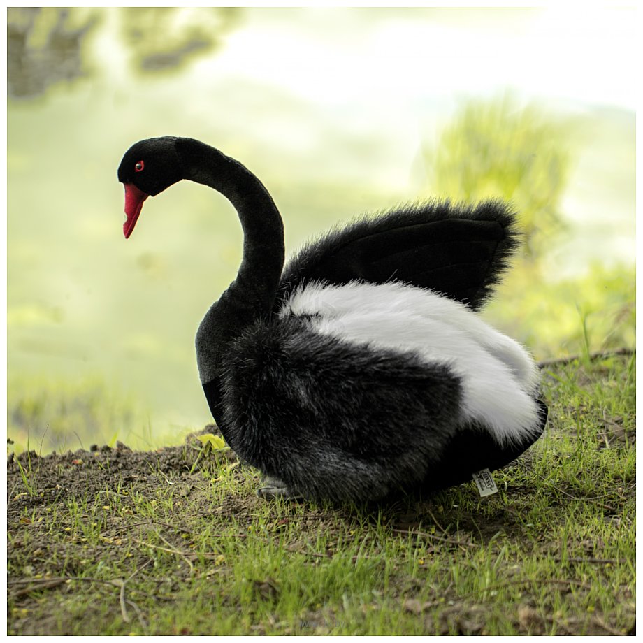 Фотографии Hansa Сreation Лебедь черный 4084 (45 см)