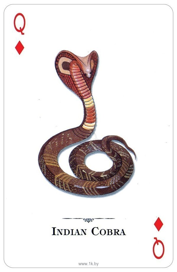 Фотографии US Games Systems Reptiles & Amphibians of the Natural World Playing Cards RWC54