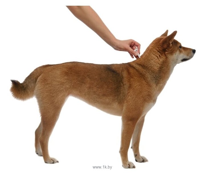 Фотографии Адвантейдж (Bayer) Капли от блох для собак весом 10-25кг, 4 пипетки