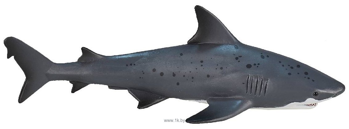 Фотографии Konik Тупорылая акула AMS3009
