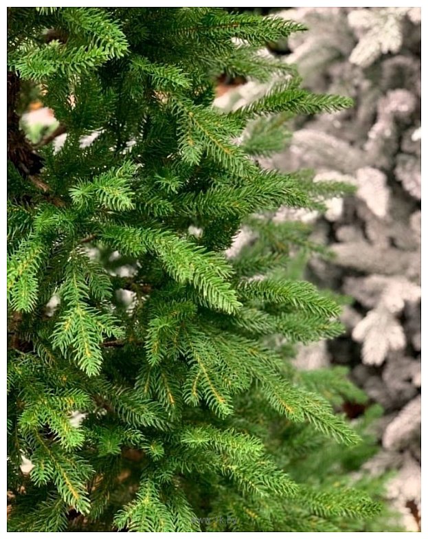 Фотографии Albero Di Natale Agata 1.8 м