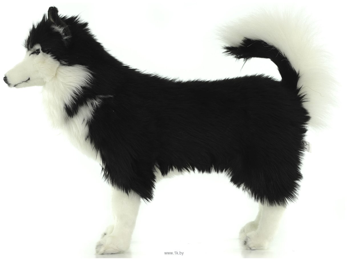 Фотографии Hansa Сreation Собака сибирский хаски 6495 (56 см, черный/белый)