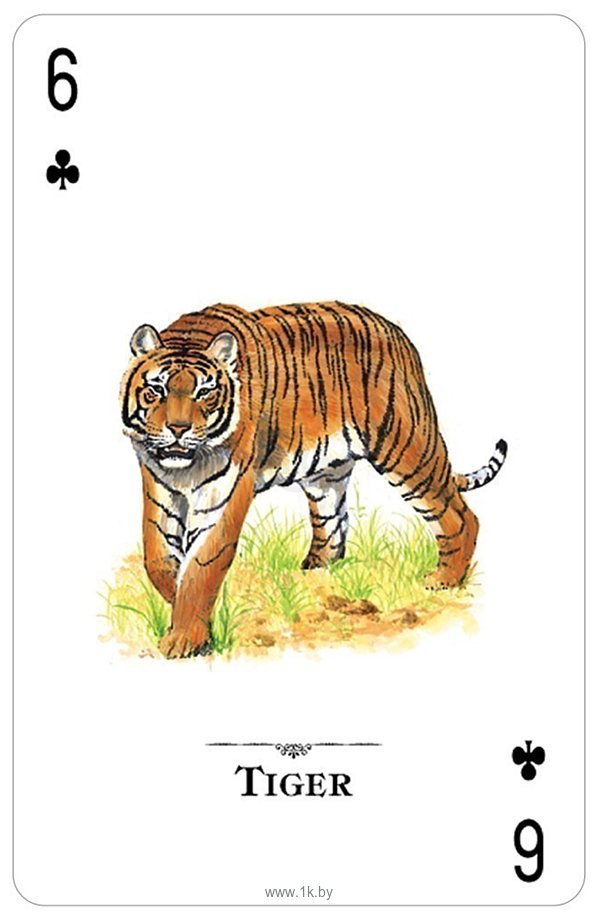 Фотографии US Games Systems Endangered Species of the Natural World Playing Cards EWC54
