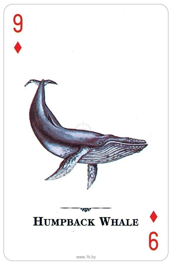 Фотографии US Games Systems Endangered Species of the Natural World Playing Cards EWC54