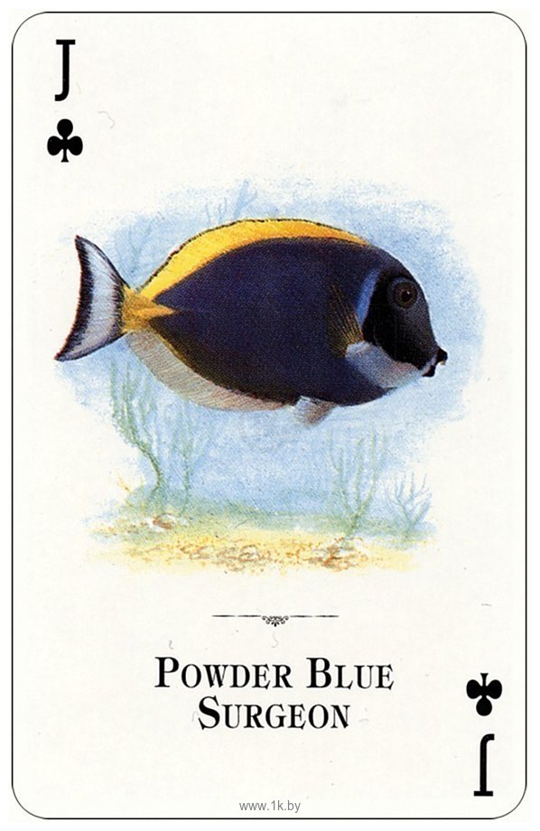 Фотографии US Games Systems Aquarium Of The Natural World Playing Cards AWC54