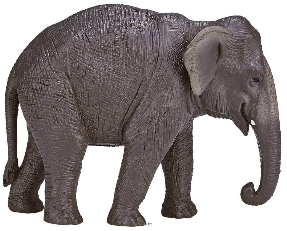 Фотографии Konik Азиатский слон AMW2115