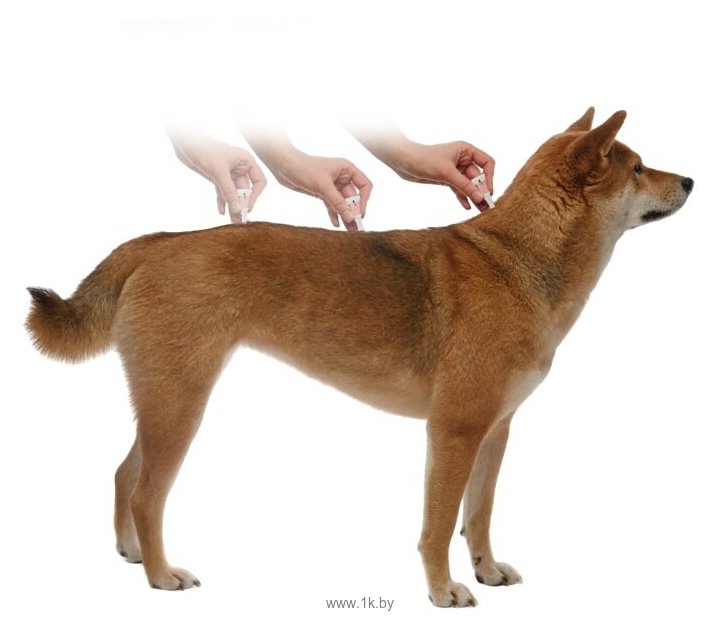 Фотографии Адвантикс (Bayer) капли от блох и клещей инсектоакарицидные (4 пипетки) для собак и щенков более 25 кг