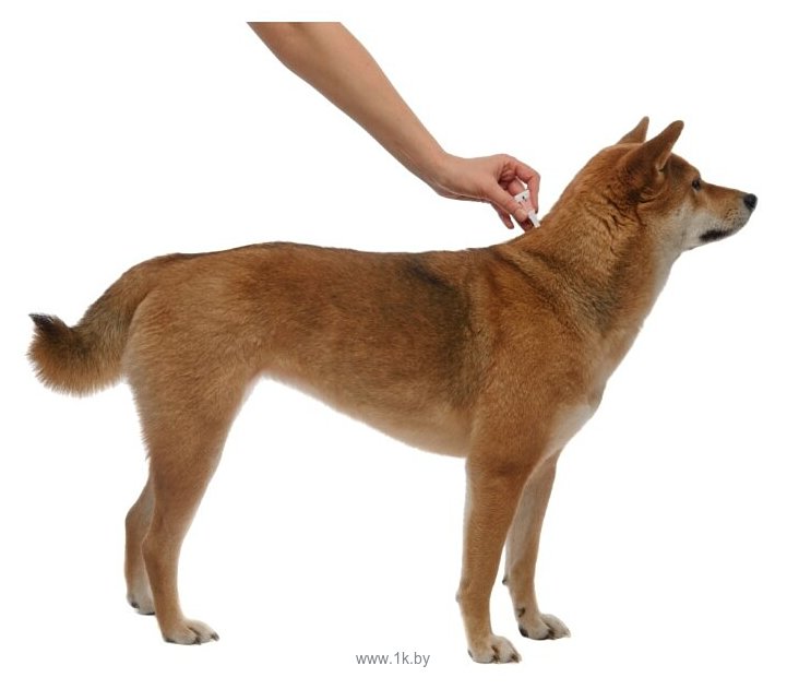 Фотографии Адвантикс (Bayer) капли от блох и клещей инсектоакарицидные (4 пипетки) для собак и щенков более 25 кг