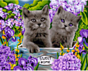 Алмазная мозаика ArtCity Британские котята DP045