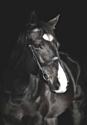 Картина на стекле Stamprint Лошадь AN006 (100x70)