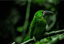 Картина на стекле Stamprint Тропическая птица AN009 (70x100)
